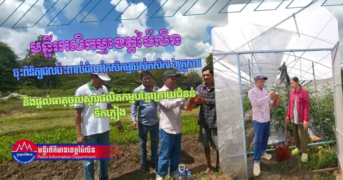 មន្ទីរកសិកម្មខេត្តប៉ៃលិន ចុះពិនិត្យផលប៉ះពាល់ដំណាំកសិកម្មរបស់កសិករ ៦គ្រួសារ និងផ្តល់ធាតុចូលស្តារផលិតកម្មបន្លែក្រោយជំនន់ទឹកភ្លៀង